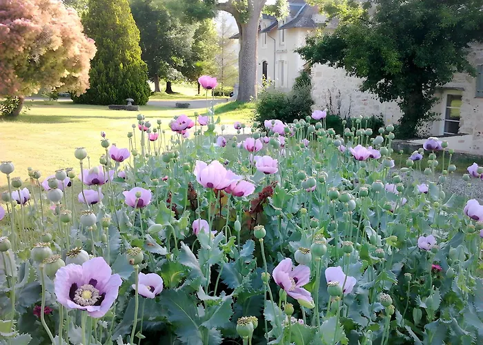 Le Amical Des Chiens